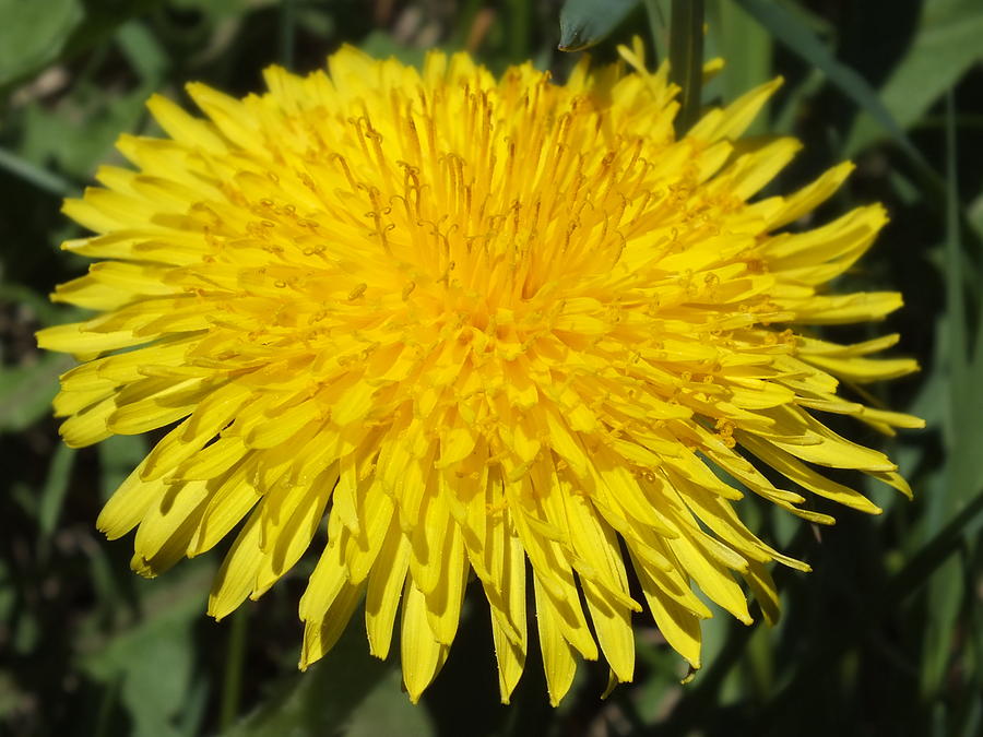 Yellow Dandelion Photograph by Gene Cyr