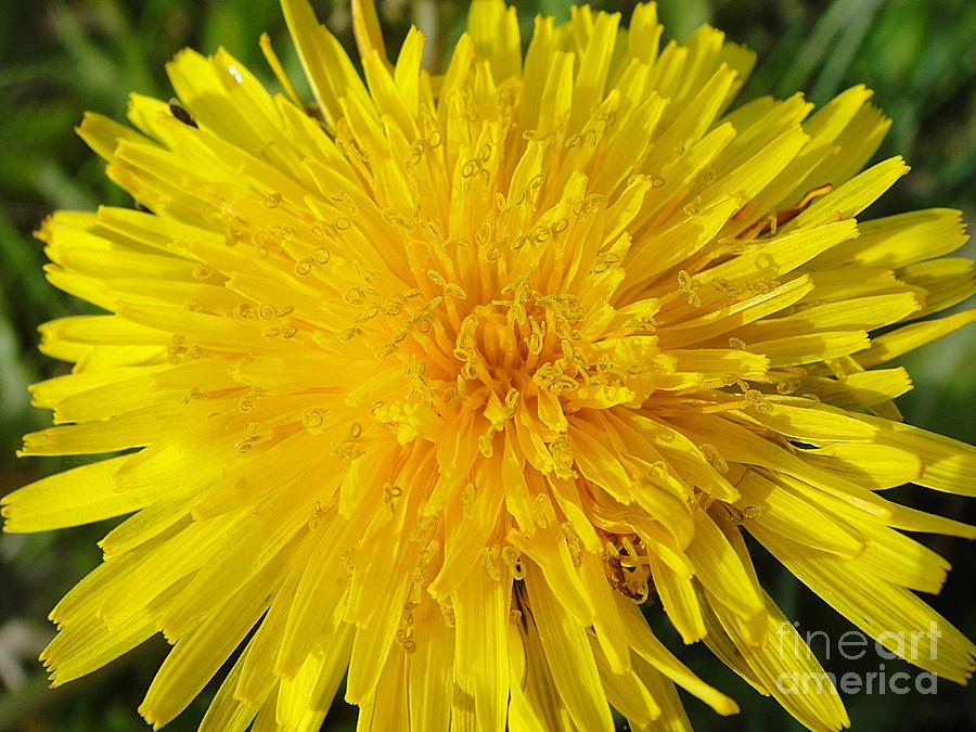 Yellow dandelion with a little heart Photograph by Karin Ravasio