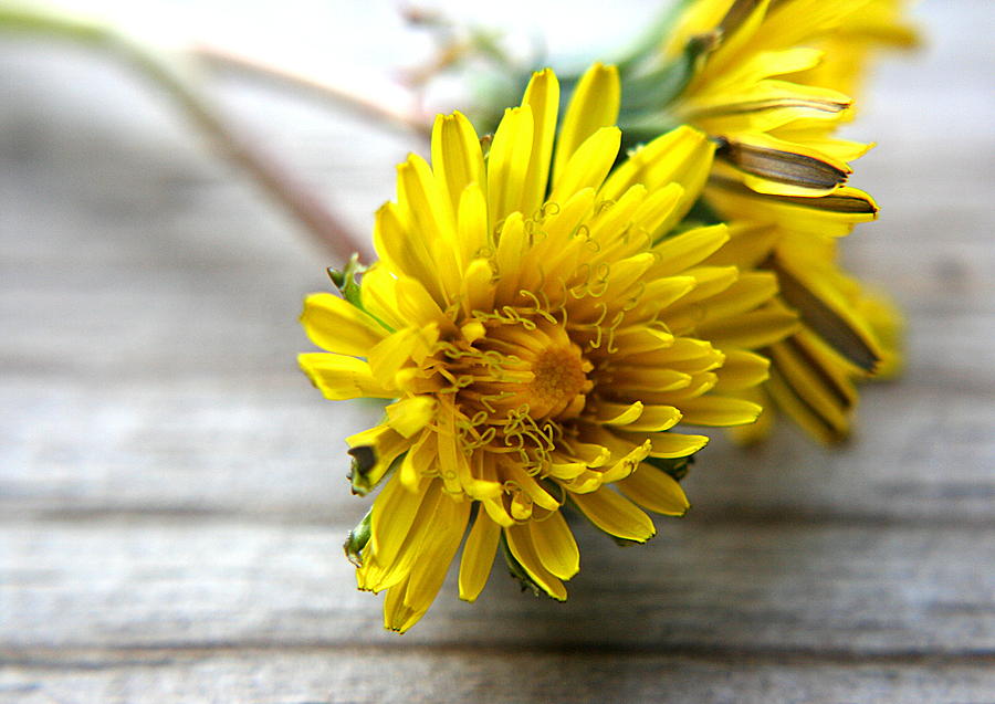 Yellow Dandelions Photograph by Ester McGuire