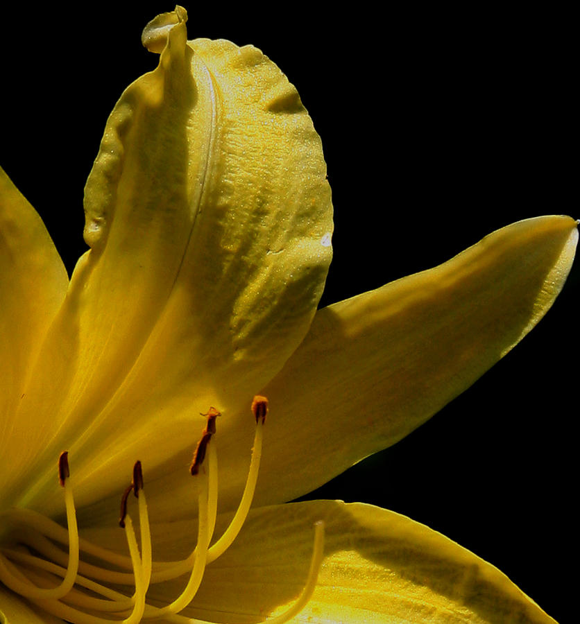 Yellow Day Lily Photograph by Karen Harrison Brown