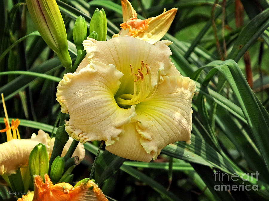 Yellow Day Lily Photograph by Ms Judi