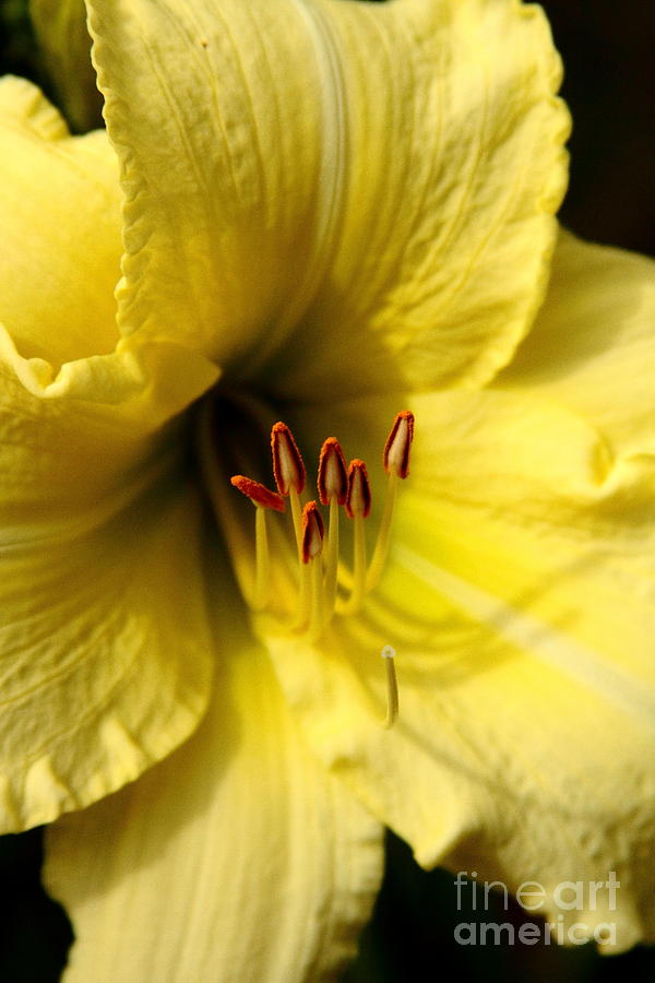 Grace Yellow Day Lily Art Photograph by Reid Callaway