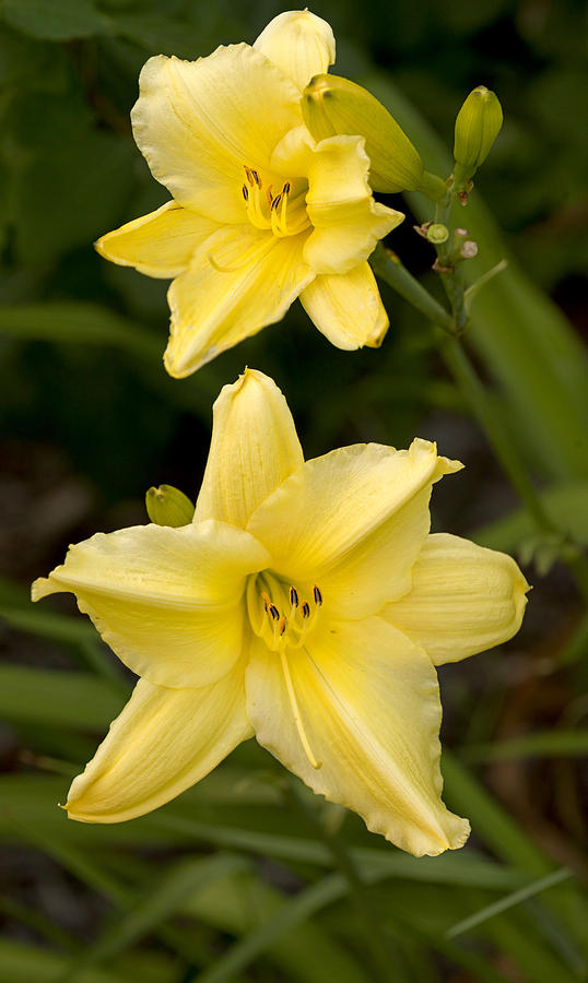 Yellow Daylilies Photograph by Theo OConnor