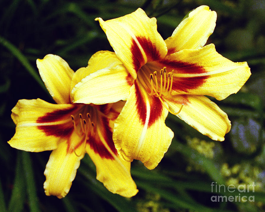 Yellow Daylilies  Photograph by Tom Brickhouse