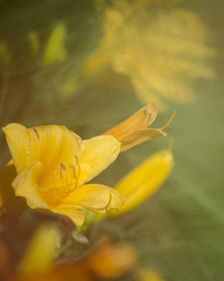 Yellow Daylily Abstract Photograph