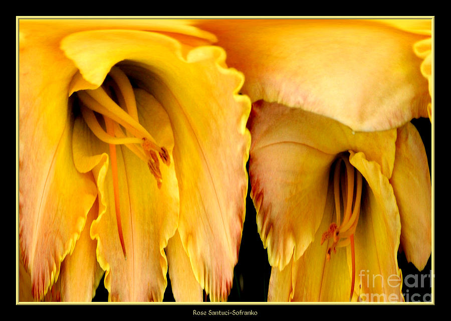 Yellow Daylily Abstract Photograph by Rose Santuci-Sofranko
