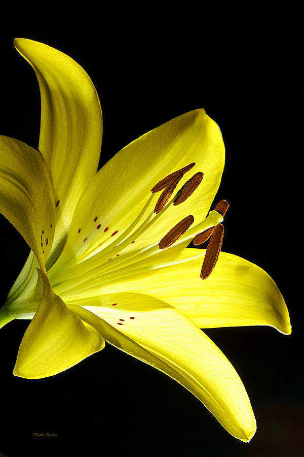 Yellow Daylily Aglow Photograph by Phyllis Denton