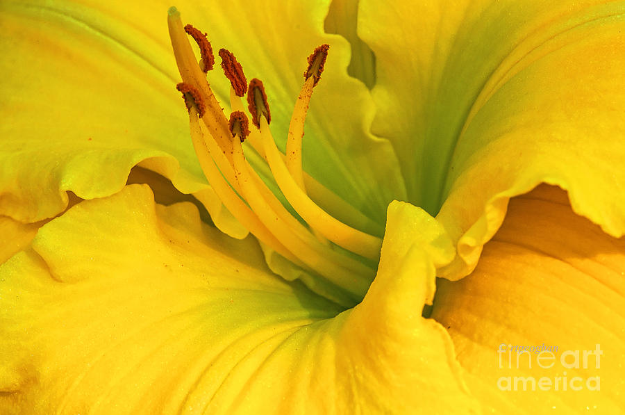 Yellow Daylily Photograph - Yellow Daylily Portrait by Regina Geoghan