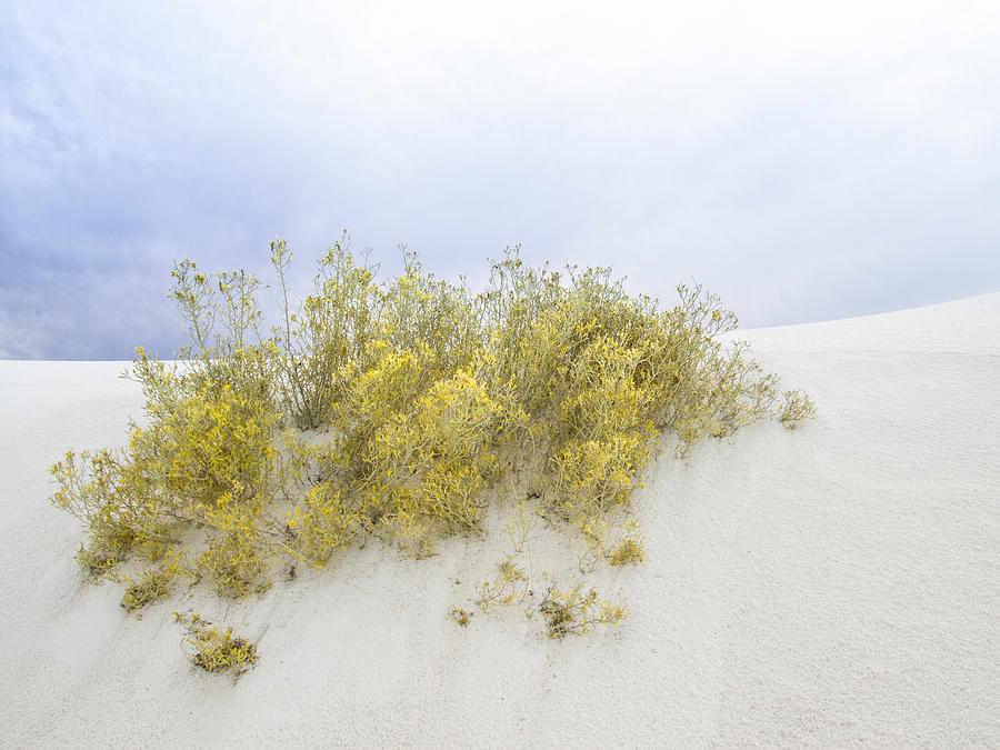 Yellow Desert flower at White Sands Photograph by Jean Noren