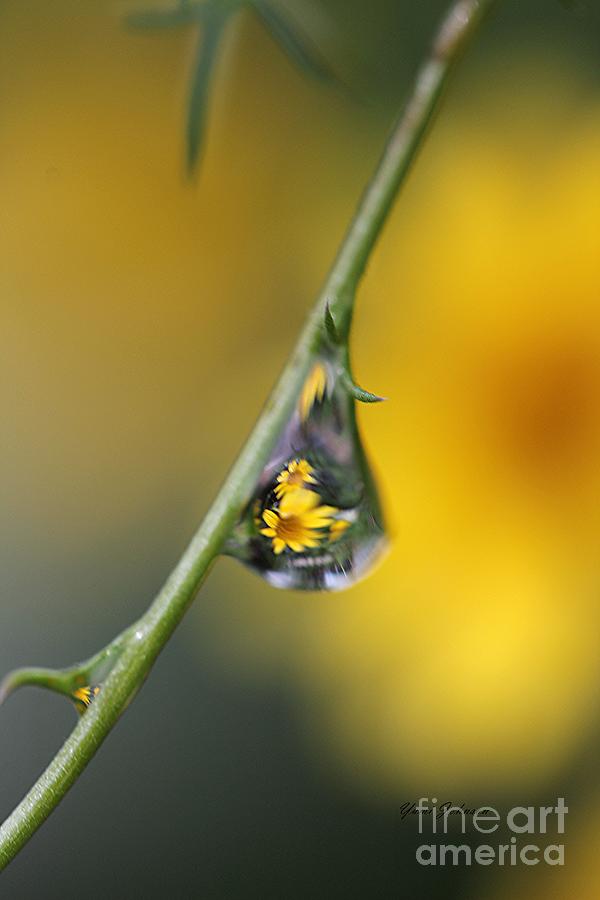 Yellow Dewdrop Photograph by Yumi Johnson