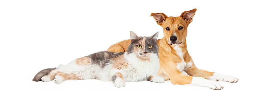 Animal Photograph - Yellow Dog and Calico Cat by Good Focused