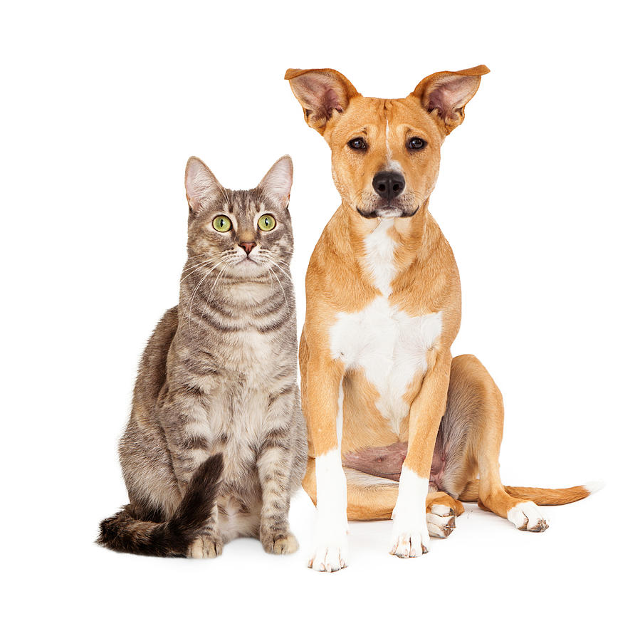 Yellow Dog and Tabby Cat Photograph by Good Focused