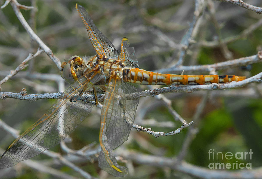 Yellow Dragonfly Photograph by Mae Wertz