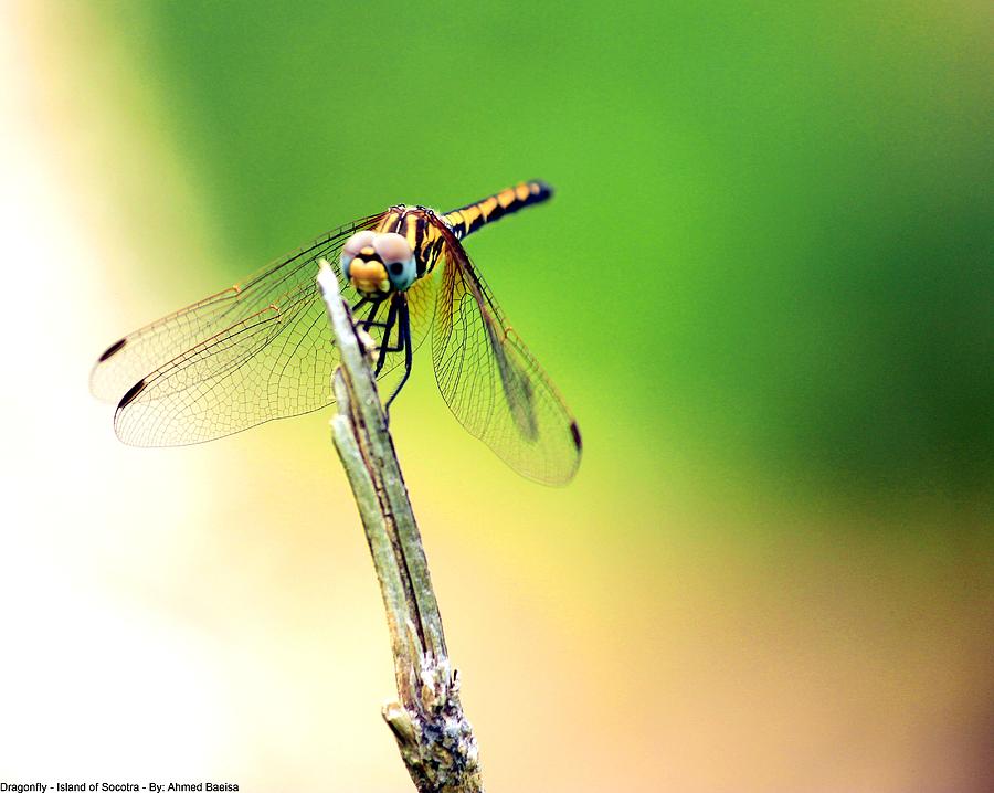 Yellow Dragonfly Photograph - Yellow Dragonfly by Muneer Binwaber