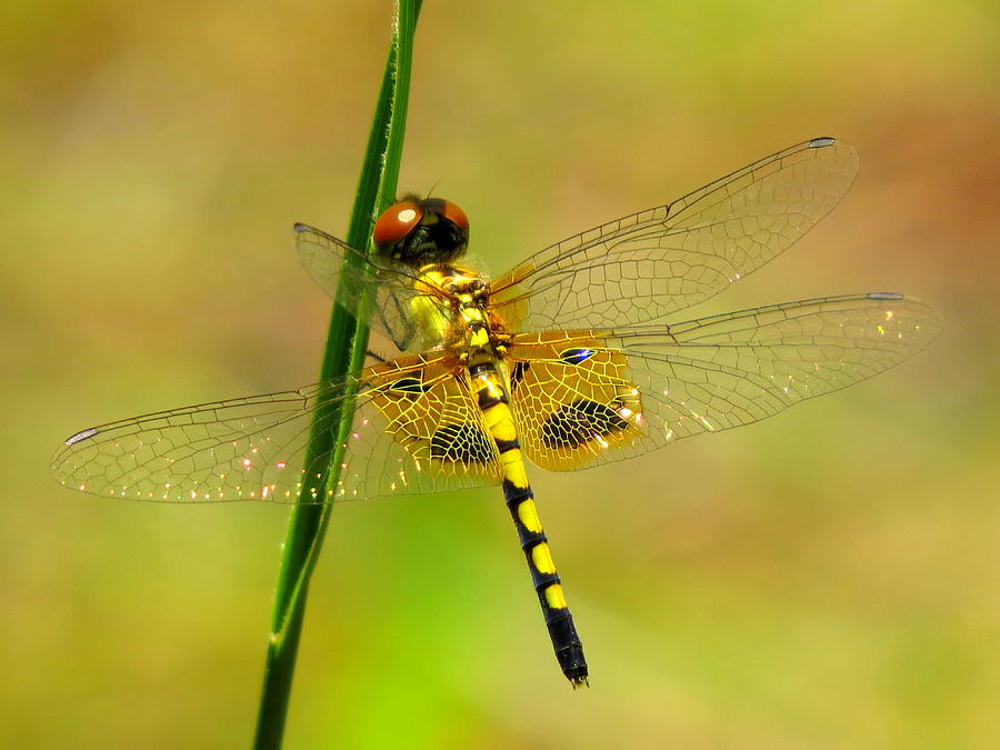 Yellow Dragonfly Photograph by Phyllis Beiser - Fine Art America