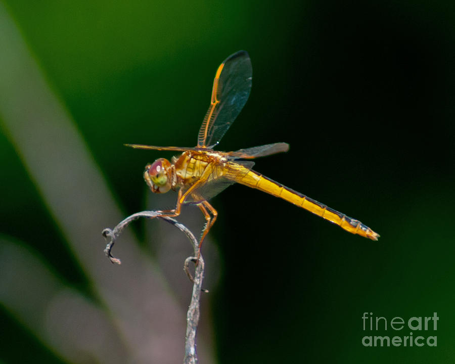 Yellow Dragonfly Photograph by Stephen Whalen