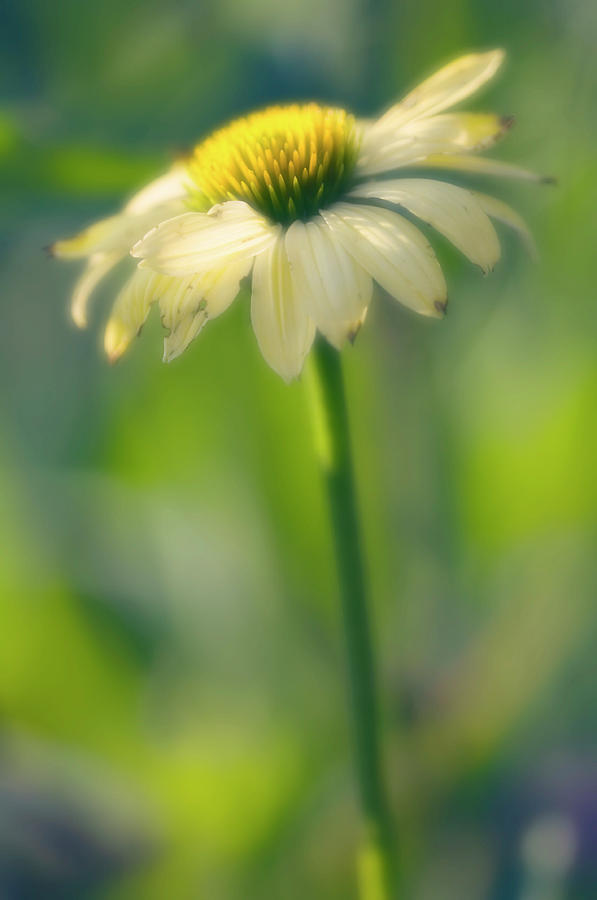 Yellow Echinacea (echinacea Hybrid) Photograph by Maria Mosolova/science Photo Library