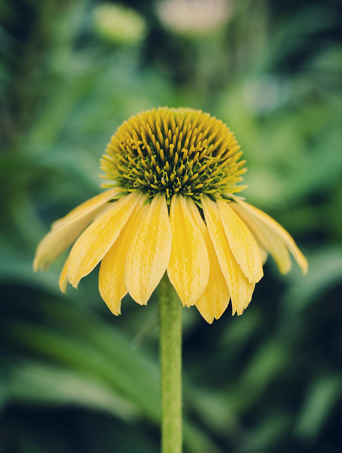 Yellow Echinacea Photograph by Heather Applegate