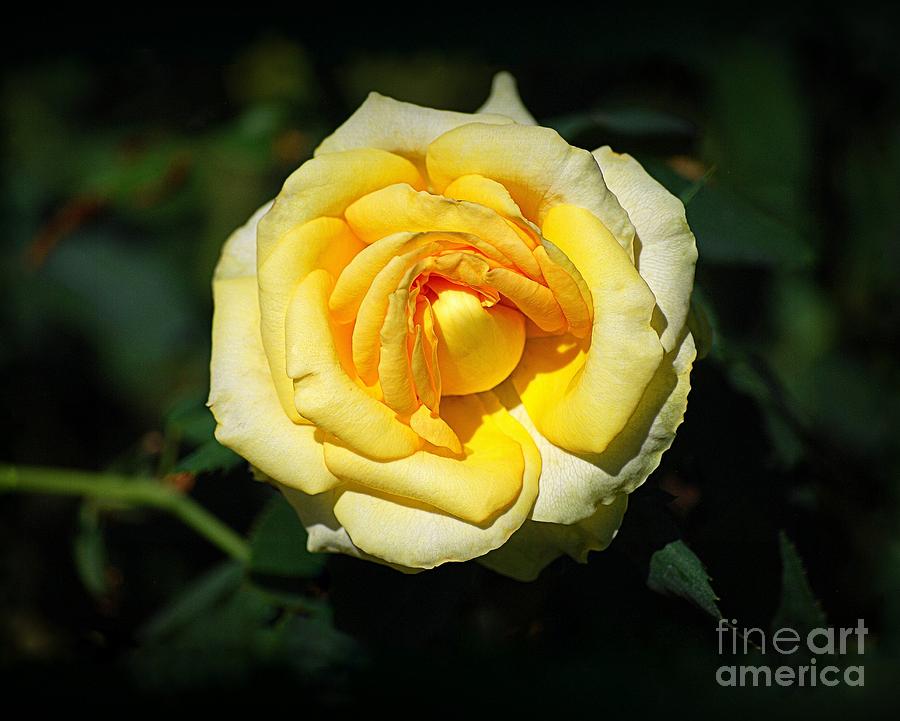 Ахименес yellow english rose фото