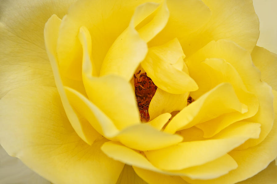 Yellow English Rose Photograph by Sue Leonard
