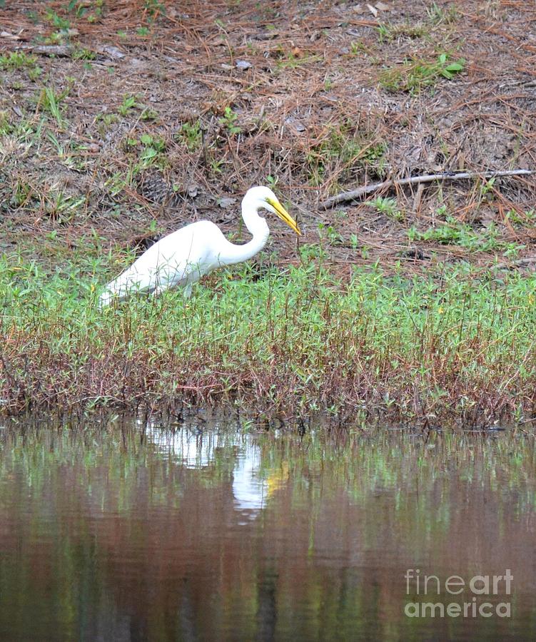 Egret Photograph - Yellow-Eyed Beauty by Maria Urso