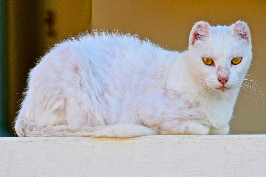 Yellow Eyed Cat Photograph by Ricardo J Ruiz de Porras