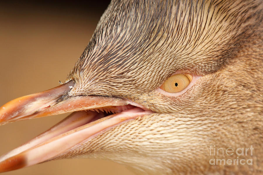 Yellow-eyed Penguin Calling Photograph by Max Allen