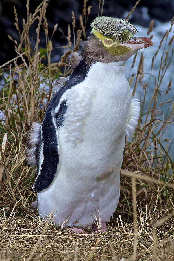 Endangered Yellow Eyed Penguin Hoiho Photograph by Venetia Featherstone-Witty
