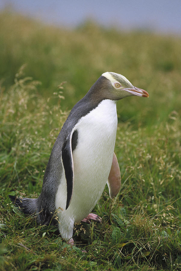 Yellow-eyed Penguin Portrait Enderby Isl Photograph by Konrad Wothe