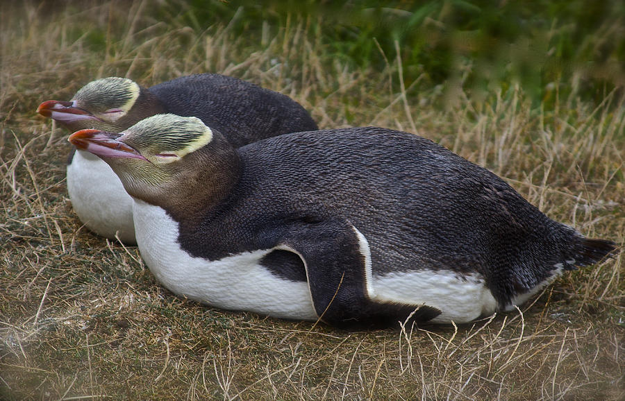 Sleeping Yellow Eyed Penguins Photograph by Venetia Featherstone-Witty