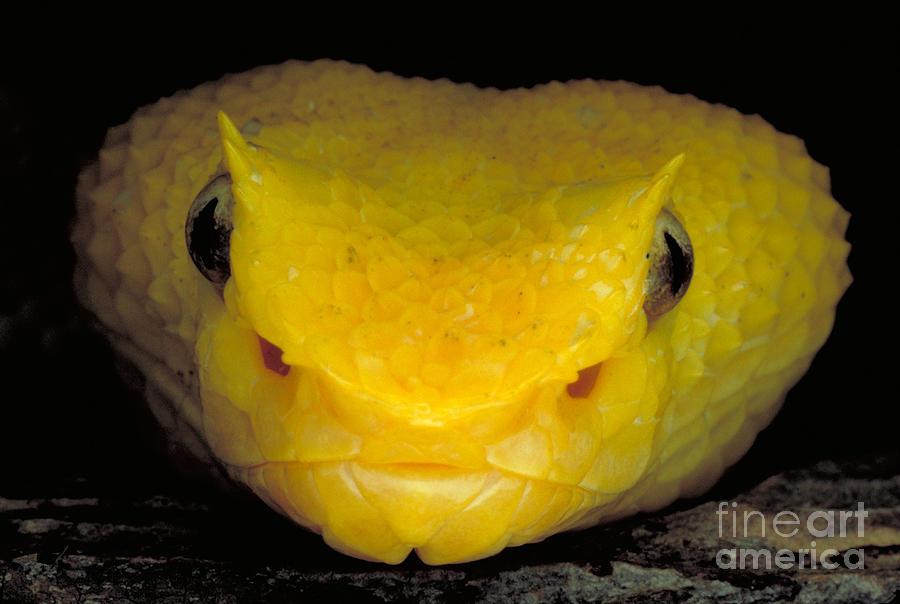 Yellow Eyelash Viper Photograph by Gregory G. Dimijian
