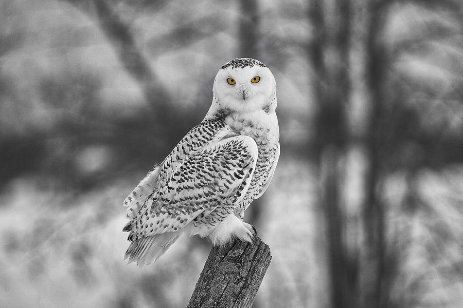 Owl Photograph - Yellow Eyes by Eunice Gibb