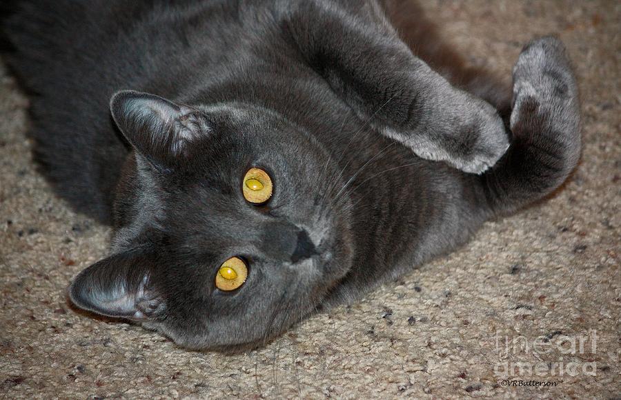 Yellow Eyes Photograph by Veronica Batterson