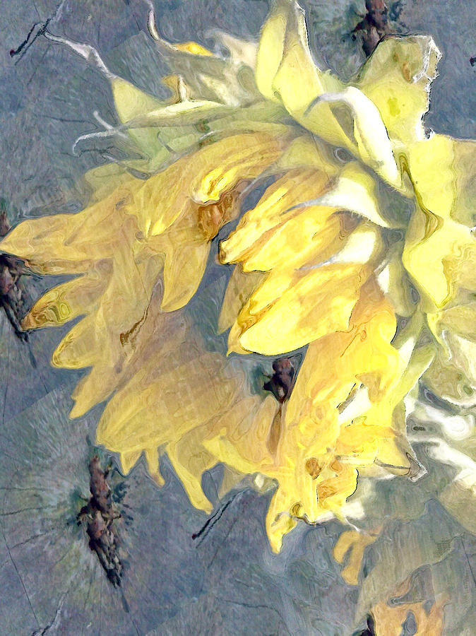 Yellow Fading Flower Photograph