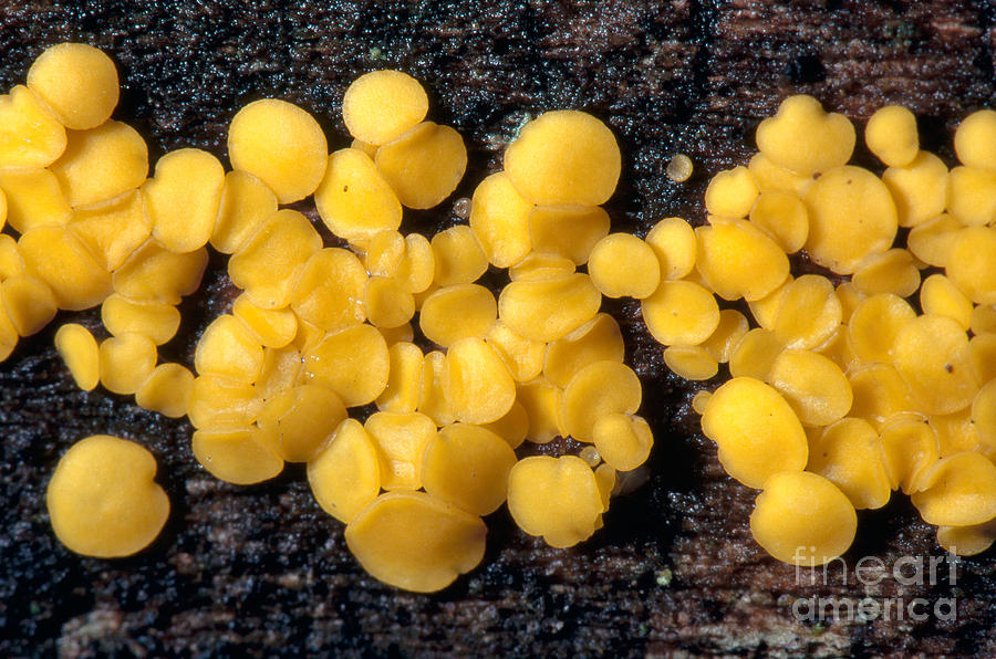 Mushroom Photograph - Yellow Fairy Cups by Larry West