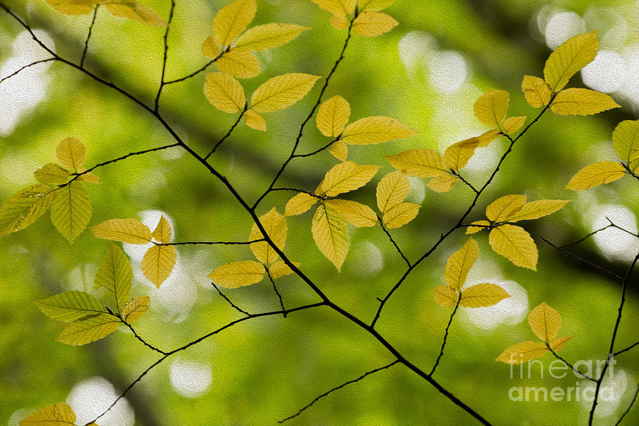 Fall Photograph - Yellow Fall Leaves 2 by Rebecca Cozart