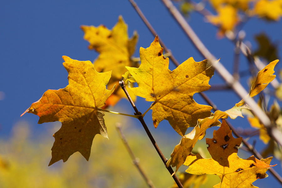 Yellow Fall Leaves Photograph by Kristy Jeppson