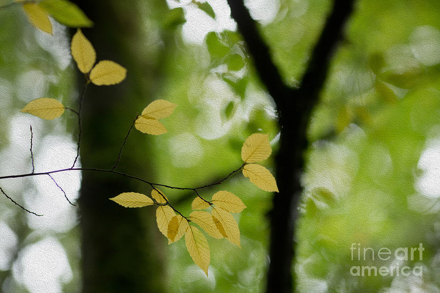 Fall Photograph - Yellow Fall Leaves by Rebecca Cozart