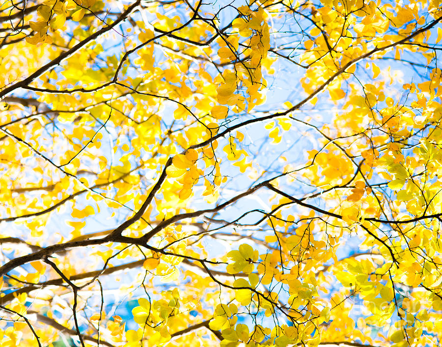 Yellow Fall Leaves Photograph by Sonja Quintero