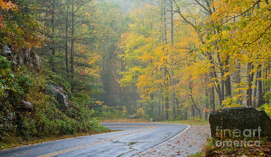 Yellow Fall Roadside Scenic Photograph by Ules Barnwell