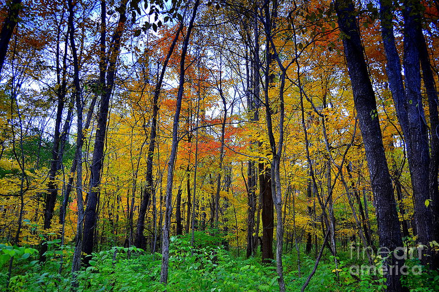 Fall Photograph - Yellow Fall Trees  by Amy Lucid