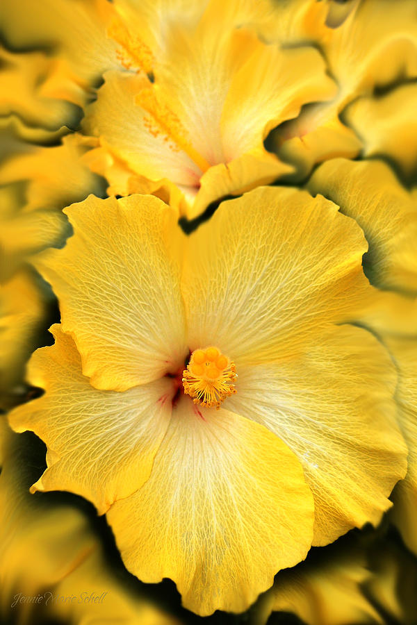 Abstract Photograph - Yellow Fantasy Hibiscus Flowers by Jennie Marie Schell