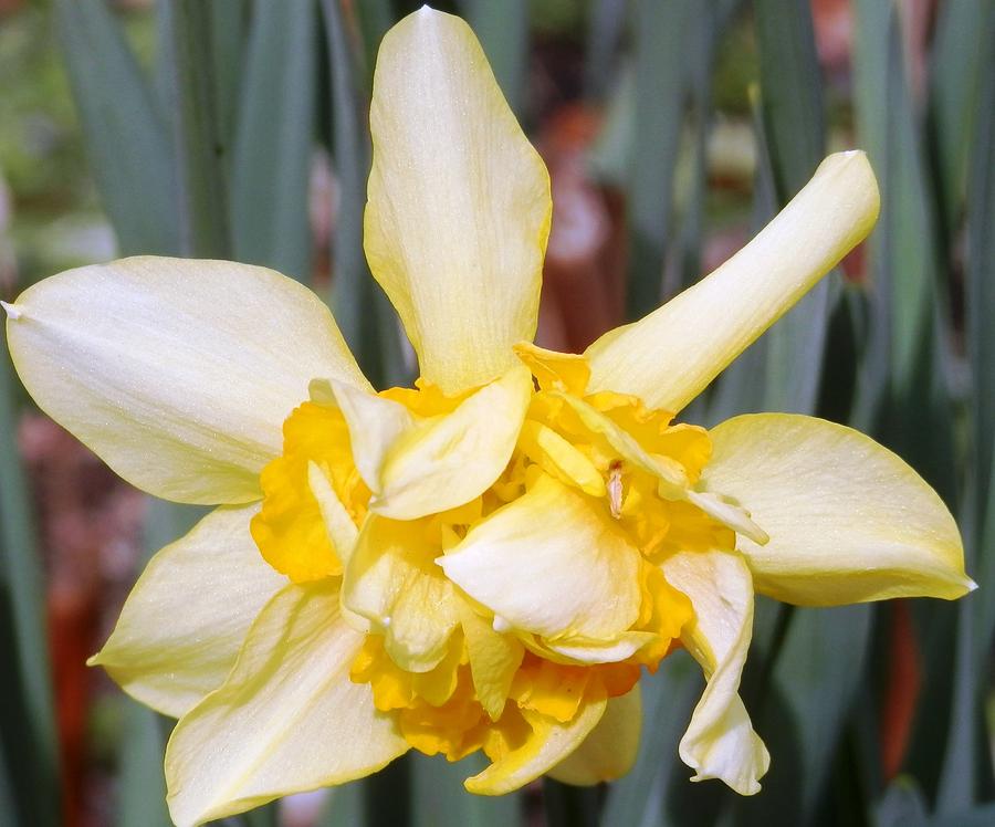 Yellow Fellow Daffodil Photograph by Belinda Lee
