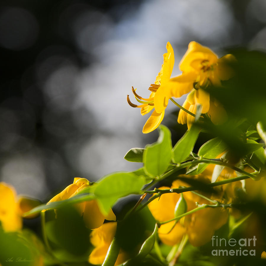 yellow Fever 03 Photograph by Arik Baltinester