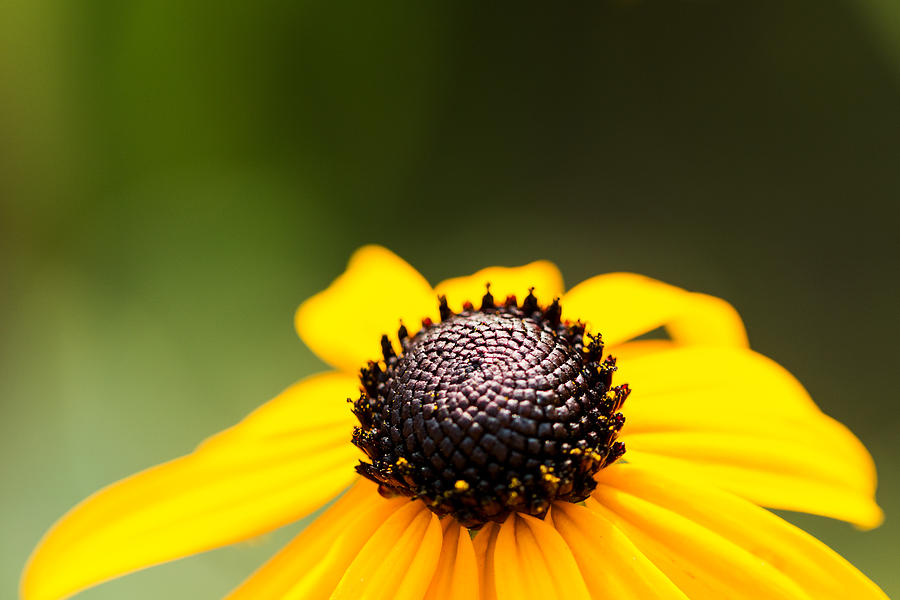 Flower Photograph - Yellow Fever by Grant Little