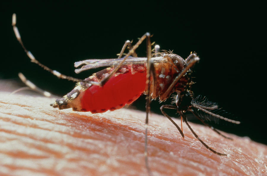 Yellow Fever Mosquito Photograph by Martin Dohrn/science Photo Library ...