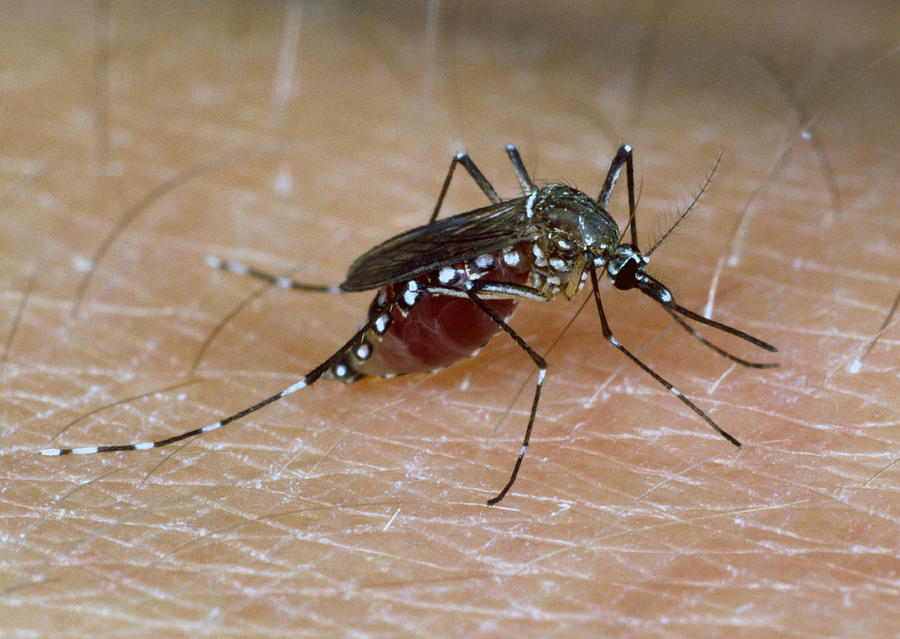 Yellow Fever Mosquito Photograph by Nigel Cattlin