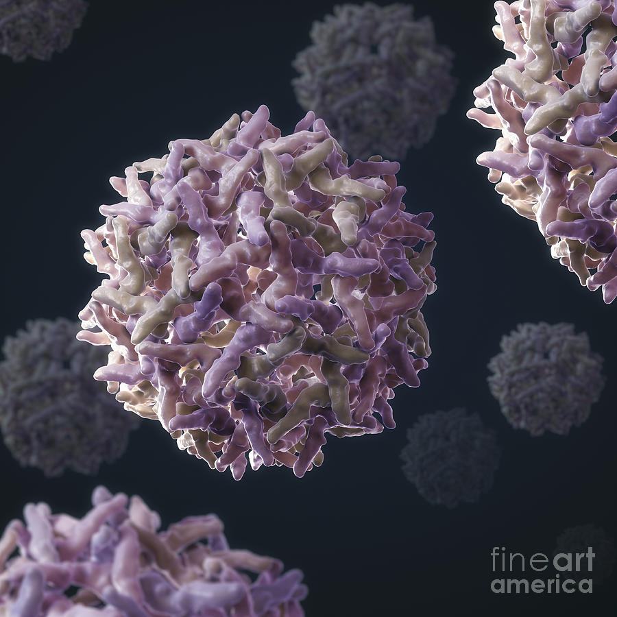 Yellow Fever Virus Photograph by Science Picture Co