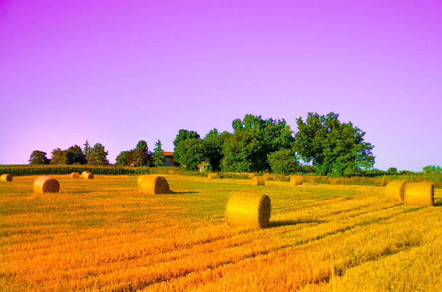 Yellow field Photograph by Dany Lison