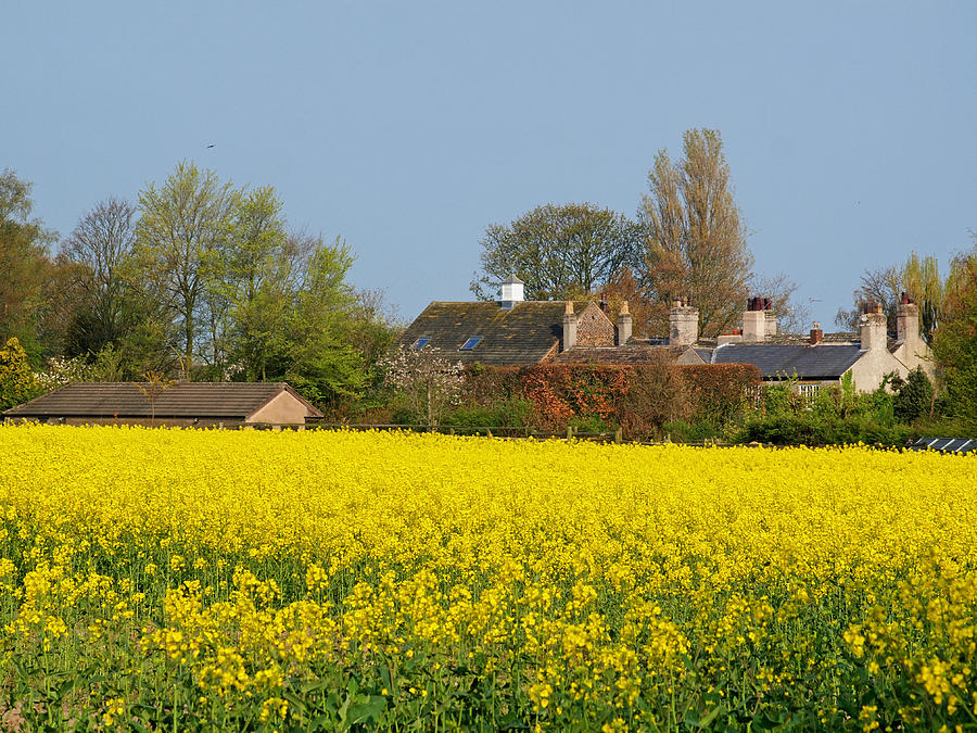 Yellow Field Photograph